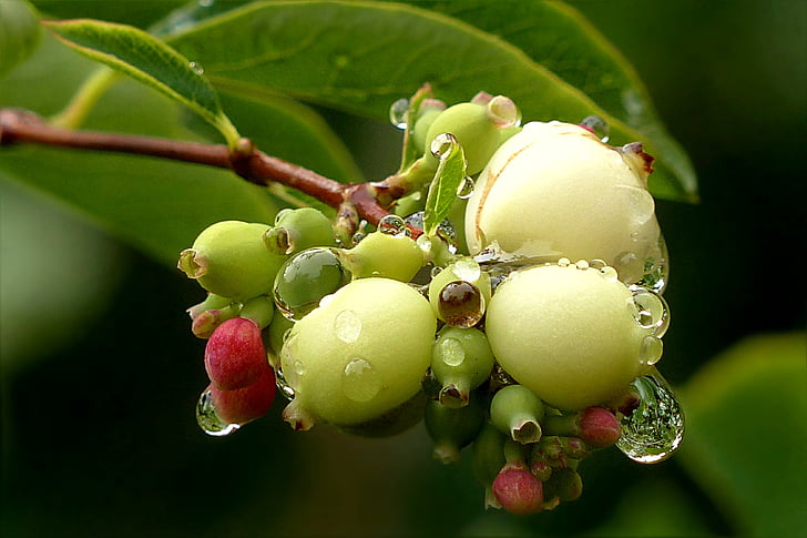 plant, snow berry, snowberry albus, raindrop