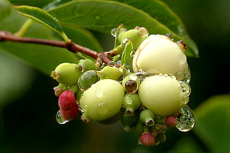 thực vật, tuyết berry, snowberry albus, giọt nước mưa