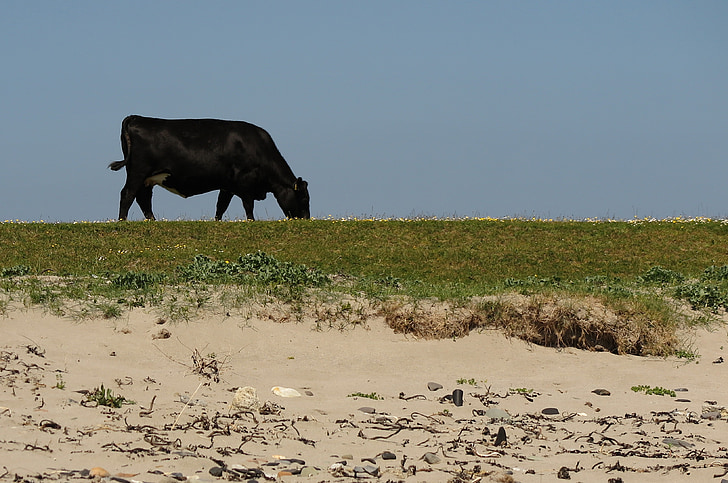 cow, beach, bed, black, bait, bovine, nature