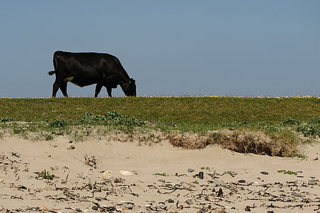 母牛, 海滩, 床上, 黑色, 诱饵, 牛, 自然
