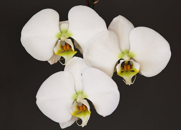 orchidea, bianco, fiore, Blossom, Bloom, pianta, chiudere