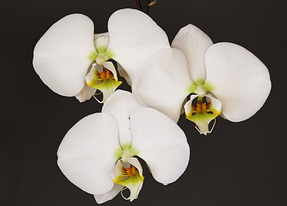 orchid, white, flower, blossom, bloom, plant, close