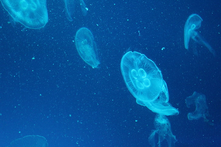 meduze, morsko življenje, morski akvarij