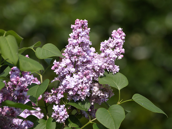 lilac flower, purple, lilac, fliederblueten, lilac umbels, flowers, syringa vulgaris