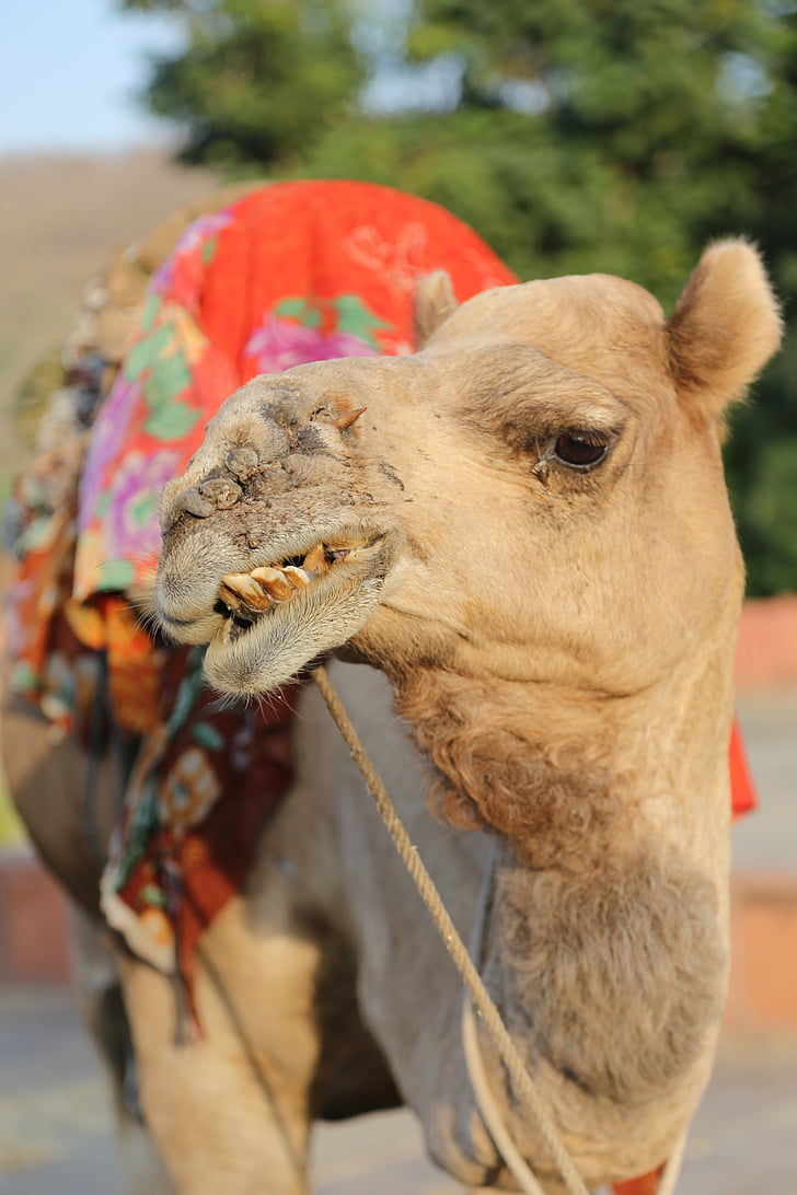 kamielis, tuksnesis, dzīvnieku, smilts, daba, Jaipur, Indija