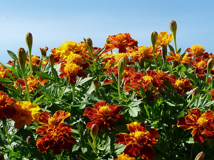 Marigold, ringblommor, turkiska nejlika, död blomma, sommar blomma, balkong blomma, balkong växt