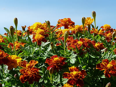 Marigold, marigolds, tyrkisk nellik, død blomst, sommerblomst, balkong blomst, balkong anlegget