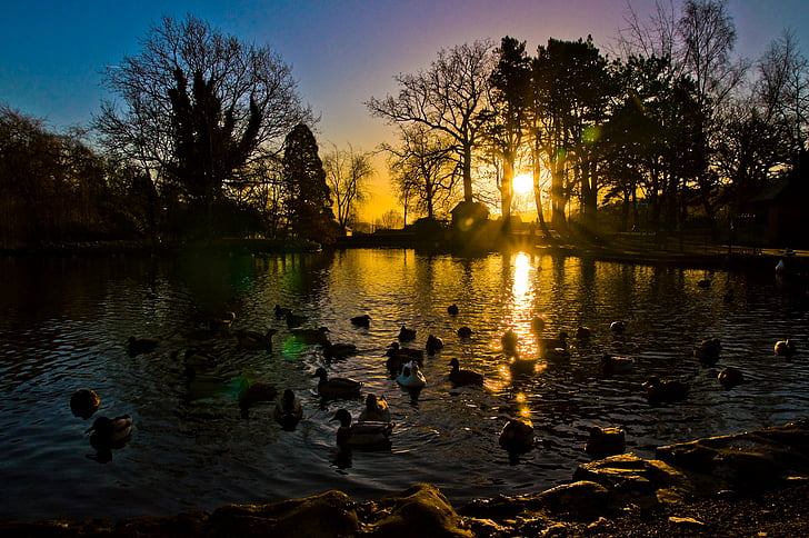 sunrise, sunset, ducks, nature, sky, sun, water