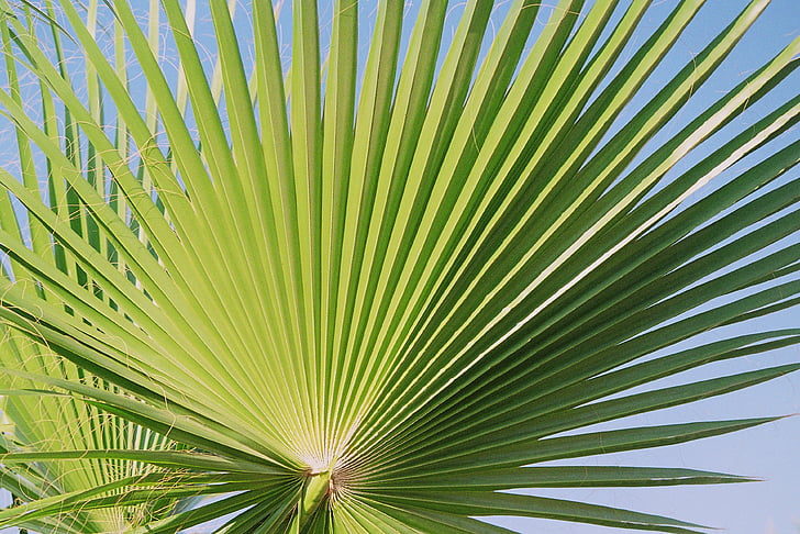 Fan palm, dlaně, dlanitě rozdělena, listy, obrys, ventilátor ve tvaru, žebra listů