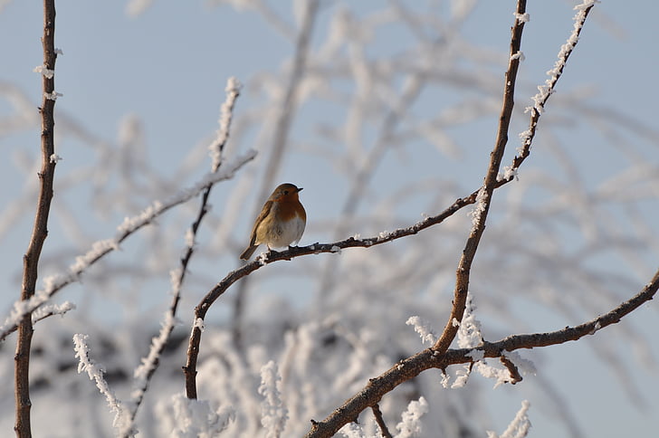 pássaro, neve, frio, natureza, paisagem de inverno, árvore, animais