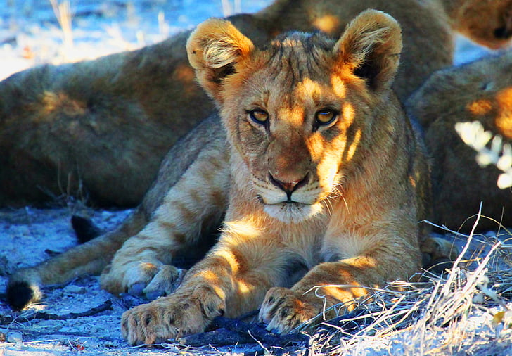 Lew, Etosha, Namibia, Afryka, Safari, Lew - kotów, dzikich zwierząt