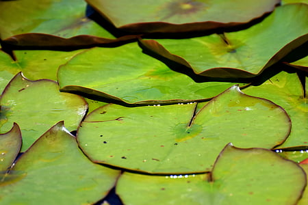 lily pad, pond, green, nature, lake rose, garden pond, water
