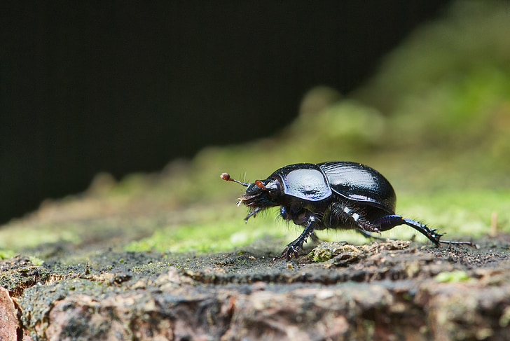 anoplotrupes stercorosus, beetle, dung, insect, bug, forest, macro