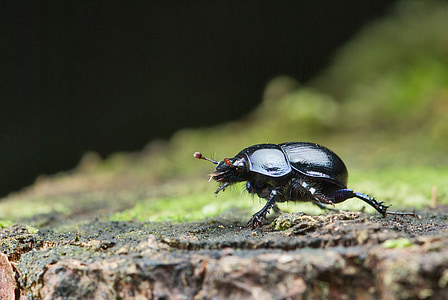 anoplotrupes stercorosus, beetle, dung, insect, bug, forest, macro