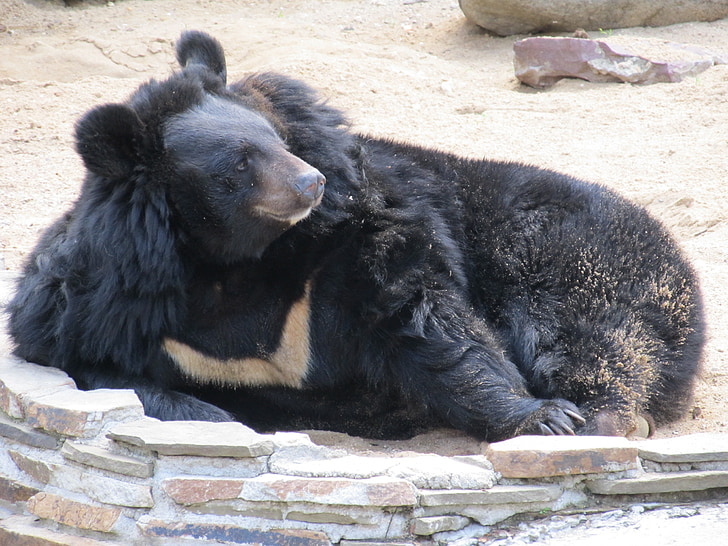 bear, animal, zoo, safari park, bears, mammal, wildlife