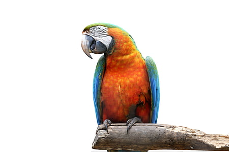 Arara auf weißem Hintergrund, Vogel, bunte, Arara canindé, auf der Suche, auf dem Ast, Papagei