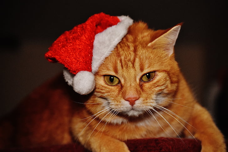 katt, röd, jul, Santa hatt, Rolig, Söt, makrill
