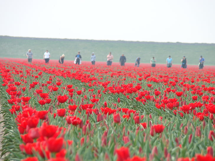 tulips, agriculture, holland, work, spring, flowers