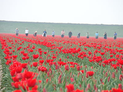 tulipaner, landbruk, Holland, arbeid, våren, blomster