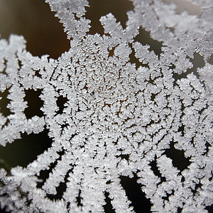 Frost, jää crystal, talvel, jää, külmutatud, lumi, härmatis