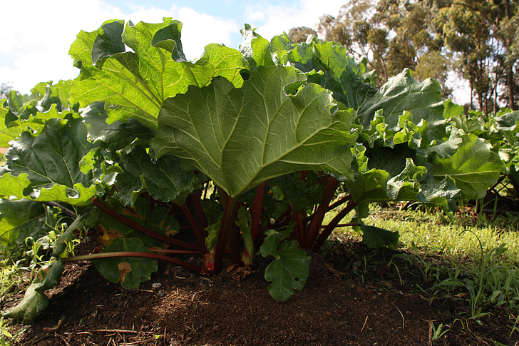 rhubarb plant, garden, rhubarb, organic, vegetable, homegrown, gardening