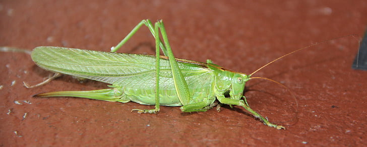 grasshopper, animal, hop, insect, macro, legs