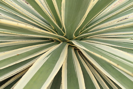 Agave-Kaktus, Blätter, Anlage, Grün, Natur, Flora, weiß