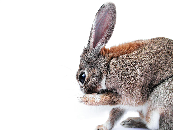 rabbit, cute, paw, animal, bunny, ears, fur