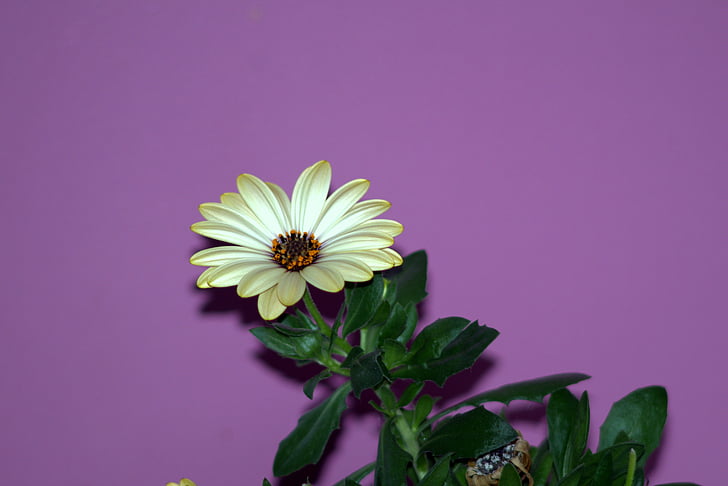 fiore, Aster, i petali, oro, verde, petalo, Margherita