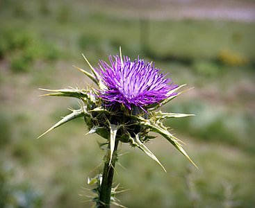 thistle, flower, violet, thorny, thorns, hawthorn, nature