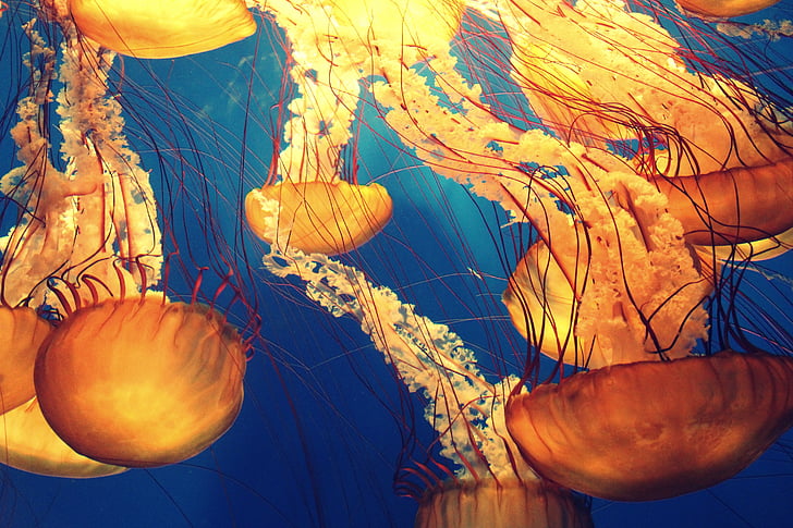animals, deep ocean, deep sea, jellyfishes, marine life, nature, ocean