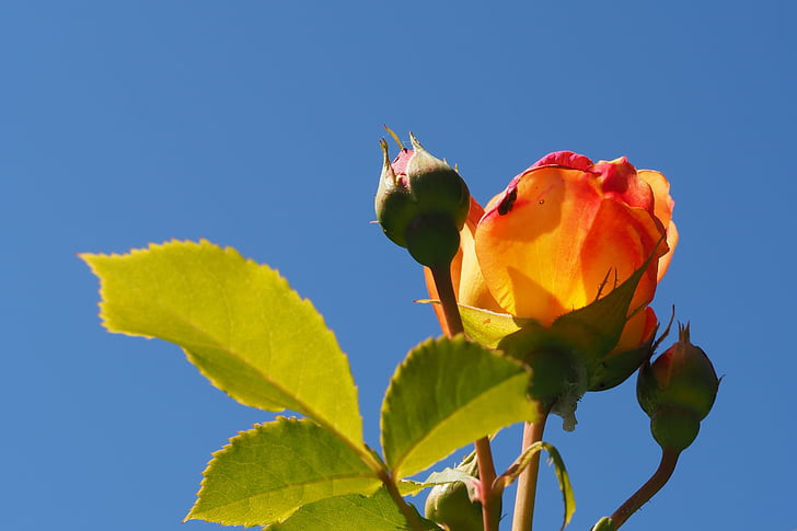 Rose, floraison rose, Rosebud