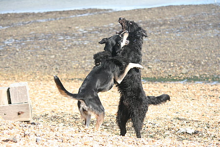 cães, jogar, praia, cão, animais de estimação, animal, ao ar livre