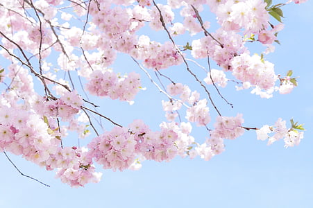 tree, flower tree, bloom, spring, pink, cherry blossom, blossom