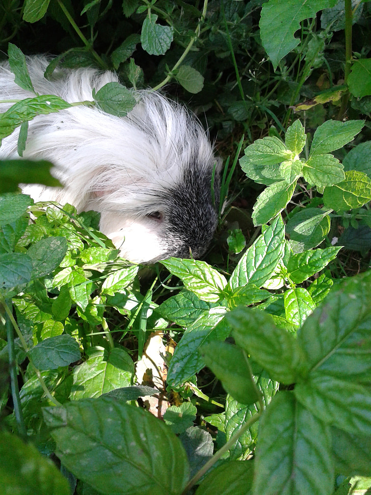 guinea pig, pet, hidden, grass, leaves, rodent, nager
