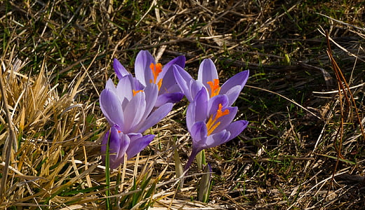 flower, spring, crocus