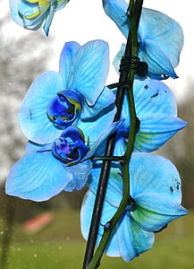 orchidej, květ, modrá orchidej, modrá, Příroda, závod, fialová