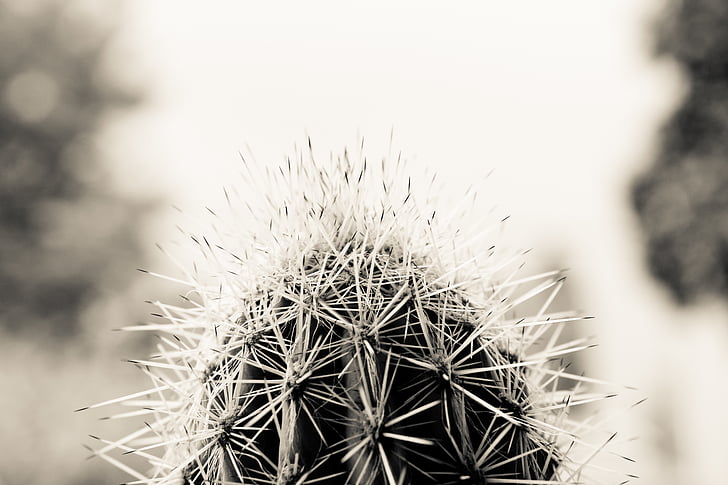 sort-hvid, Blur, kaktus, close-up, ørken, tør, fokus