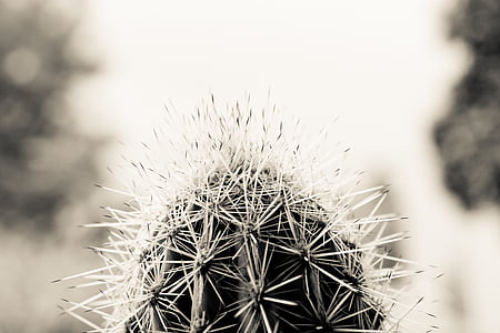 zwart-wit, vervagen, Cactus, Close-up, woestijn, droog, focus