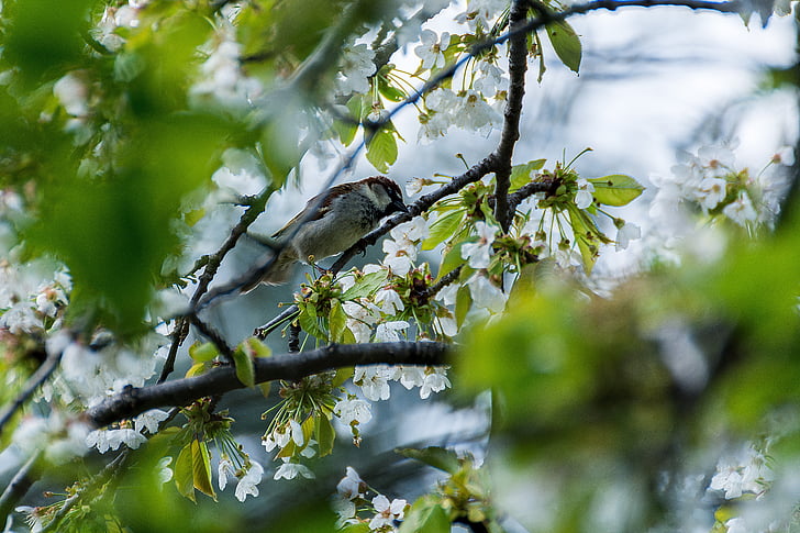 oiseau, Sparrow, jeune, fermer, plumage, moineaux, recherche de nourriture