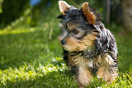 dog, puppy, yorkshire terrier puppy, small dog, animal, pet, mammal