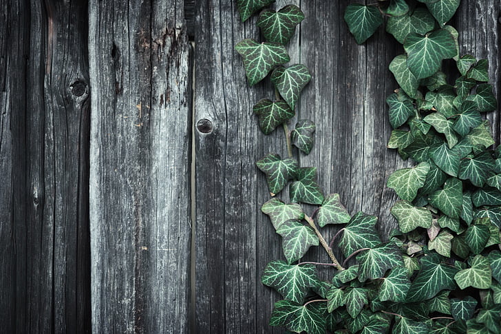 tree, cardboard, ivy, plant, grow up, rustic, background