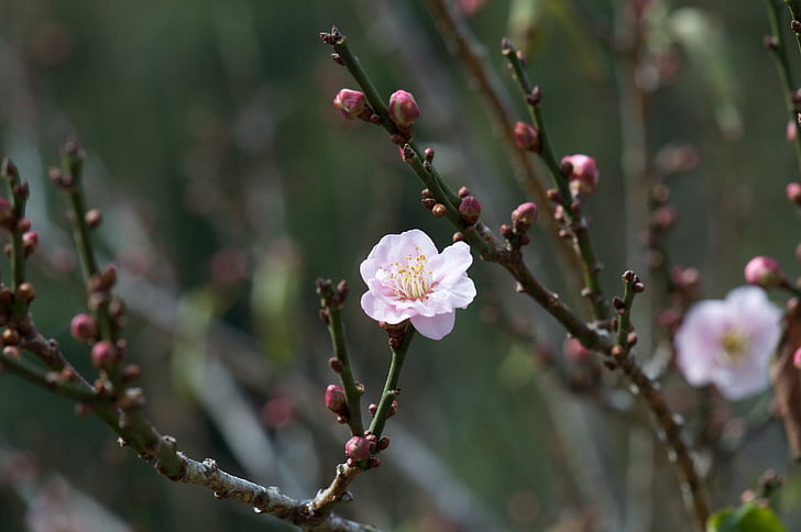 persika zieds, Pavasaris, daba, rozā, filiāle, zieds, mīkstu rozā