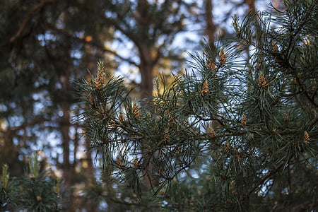 pine, pine cone, nature, twigs, forest, plant, needles