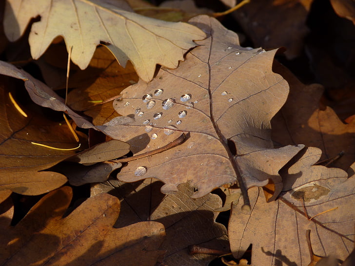 листа, Есен, капка вода, роса, дъбови листа, макрос, листа