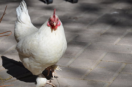 pollo, animale, Hahn, pollame, Addio al nubilato, uccello, azienda agricola