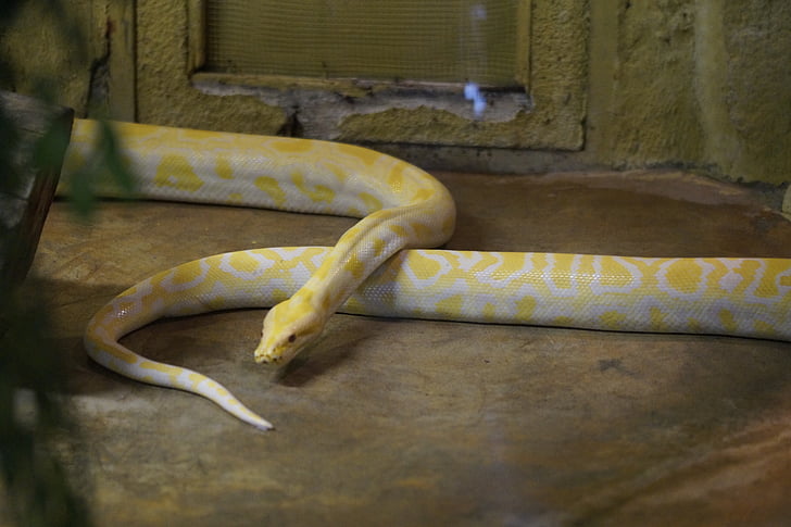 albiino käärme, käärme, albiino, Ohje, Zoo, terraario