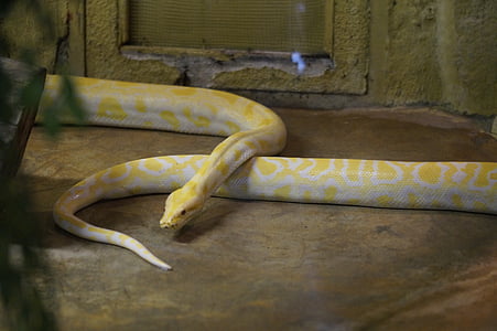 albino ular, ular, albino, pola, kebun binatang, terarium