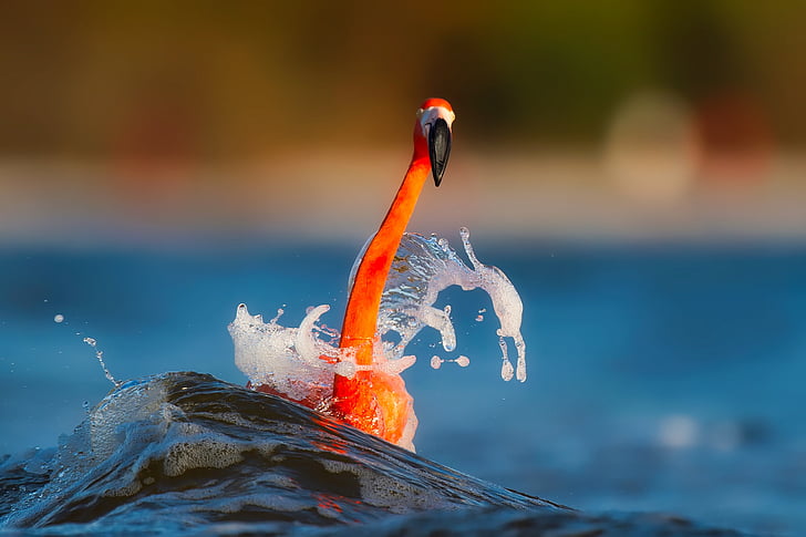 flamingo, splash, lake, water, macro, closeup, colorful