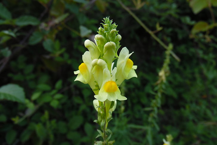 Linaria vulgaris, květ, Příroda, žlutá, žlutý květ, makro, květiny